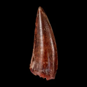 0.9" Postosuchus Rauisuchid Archosaur Fossil Tooth Redonda Formation NM COA - Picture 1 of 10