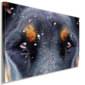 Doberman Augen AK Art Bilder Premium Kunstdruck Made in Germany Top Leinwandbild - Bild 1 von 5