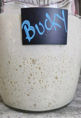 LIVE SOURDOUGH STARTER (Bucky) - Hacer masa al día siguiente activa, establecida, fuerte Foto 1 de 4