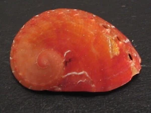 Very Rare...HALIOTIS THAILANDIS~16.1mm/Gem~Philippines SEASHELL - Picture 1 of 3