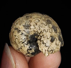 ¡¡¡INCREÍBLE AMONITA!!! FÓSIL TRIÁSICO CLADISCITAS DE TIMOR, INDONESIA 21MM - Imagen 1 de 5