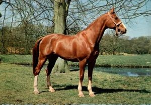 POSTCARD Brown Horse Stands Proudly Lakeside Rippled Edges UNP - Picture 1 of 2