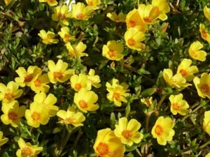 100 x NATIVE PURSLANE SEEDS,Bush Tucker,Seeds,Flour,Damper,Spinach alternative - Picture 1 of 7