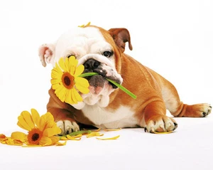 ANIMAL POSTER Good Morning Dog with Flowers - Picture 1 of 1