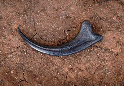 Dinosaurs Jurassic World Park Alan Grant Fossil Velociraptor Claw REPLICA 1:1 - Image 1 of 4