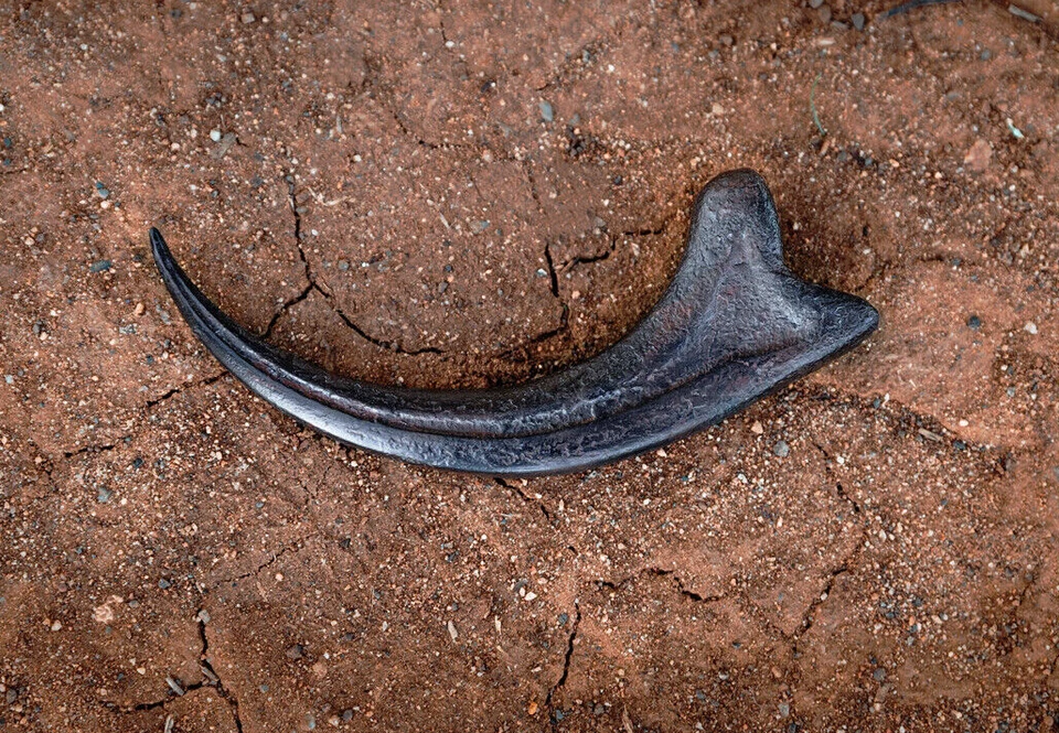 Dinosaurs Jurassic World Park Alan Grant Fossil Velociraptor Claw REPLICA 1:1 - image 1 of 4