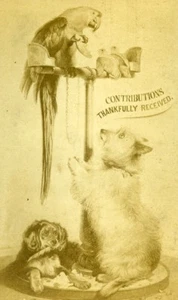Großbritannien Grußkarte Papagei Hund altes CDV Foto 1870 - Bild 1 von 3