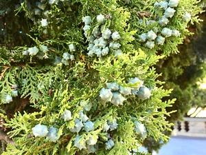 15 SEMI DI CONO BLU ARBORVITAE - Thuja Orientalis ""Cono blu""" - Foto 1 di 9
