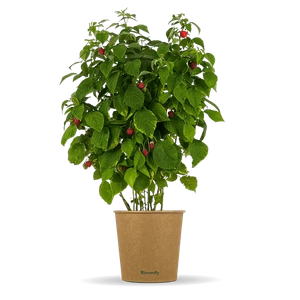 Bio Himbeerpflanze ca. 60 cm trägt besonders lange Himbeere Busch Rubus idaeus - Bild 1 von 9