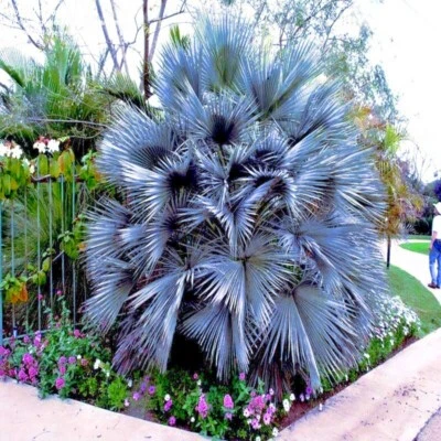 20 Mexican Blue Hesper Fan Palm Tree Seeds Grey Goddess Tropical Cold Hardy! - Image 1 of 4