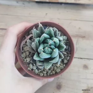 Haworthia limifolia spider white vaso 8cm COD.2609-3 - Foto 1 di 3