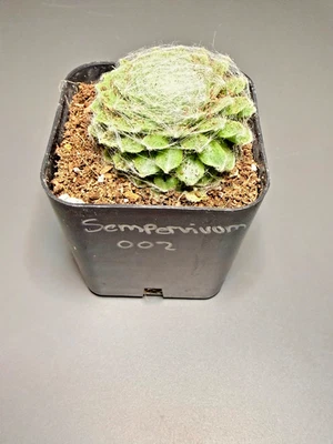 Succulent - Sempervivum - Live Plant  2inch Pot - #002 - Image 1 of 4