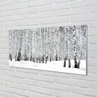 Tulup Acrylglas 100x50 Wandkunst Winter Birken