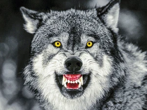 PÓSTER Wolf Corbis 24x36/nuevo enrollado - Imagen 1 de 1