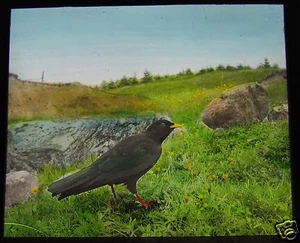 Glass Magic Lantern Slide BIRDS OF EUROPE NO52 C1910 ORNITHOLOGY PHOTO - Foto 1 di 2