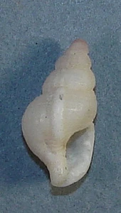 SASSIA LESUEURI 19.24mm BEAUTIFUL SPECIMEN Port Phillip Bay, Victoria, Australia - Picture 1 of 2