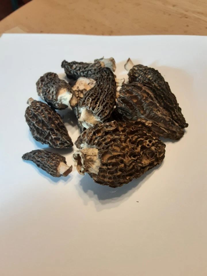 Dried Premium Morel Mushrooms - 1 pound - FREE SHIPPING - Image 1 of 1