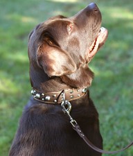 Cane Corso L Studded Collar Dog Collars For Sale Ebay