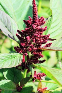 50 Samen AMARANTHUS HYPOCHONDRIACUS + KOSTENLOSES GESCHENK - Bild 1 von 1