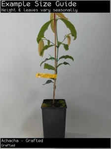 Achacha - Grafted (Garcinia humilis) Fruit Tree Plant (Grafted) - Picture 1 of 5