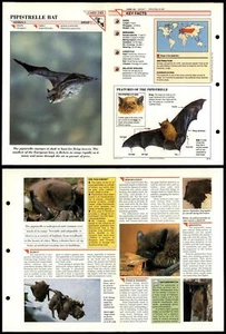 Pipistrelle Bat #145 Mammals Wildlife Fact File Fold-Out Card - Picture 1 of 1