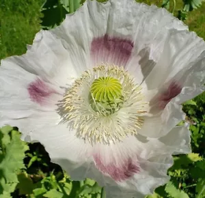 Schlafmohn Papaver Somniferum var. Giganteum 'Giganteum White' - Bild 1 von 2