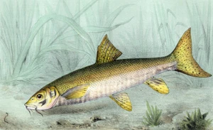 Estampe gravure lithographie de poisson LE BARBEAU COMMUN ou FLUVIATILE de 1868 - Imagen 1 de 2