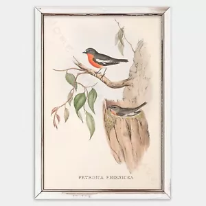 A3 PRINT, JOHN GOULD, FLAME ROBIN - Picture 1 of 3