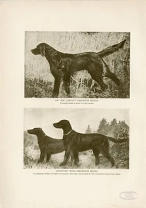 IRISH SETTER NAMED DOGS ORIGINAL ANTIQUE DOG PRINT PAGE FROM 1906 - Picture 1 of 1