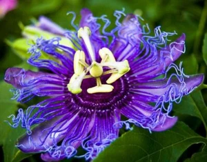 ~~MAYPOP PASSIFLORA~~Starter Plant~~Passiflora Incarnata~~BUTTERFLY HEAVEN! - Picture 1 of 12