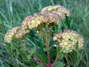Orpine - Sedum - Hylotelephium máximo - más de 100 semillas - ¡Herencia! E 095 - Imagen 1 de 1
