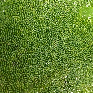 10 Water Lettuce SM/Baby TINY Freshwater Floating Plants Ponds/Tanks - Picture 1 of 1