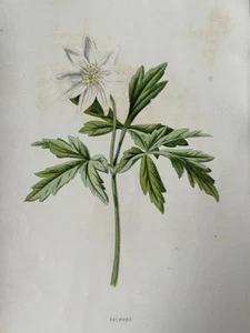 Antiker botanischer Druck 19. Jahrhundert Anemone Wildflower F Edward Hulme viktorianisch - Bild 1 von 9