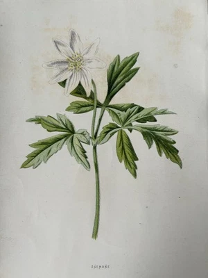 Antiker botanischer Druck 19. Jahrhundert Anemone Wildflower F Edward Hulme viktorianisch - Bild 1 von 4