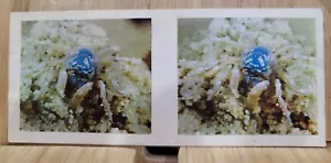True To Life Stereo Lipton 1963๐#13 SOLDIER CRAB Picture Card๐ - Picture 1 of 2