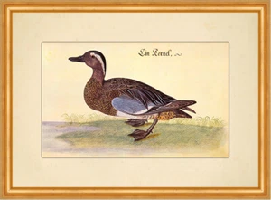 Ein Kernel Knäkente Wildente Wasservogel Zugvogel Leonhardt Baldner 026 Gerahmt - Bild 1 von 1