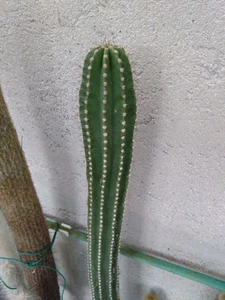 Neobuxbaumia euphorbioides. H 130 cm colonnare Succulent Cactus Big Size - Bild 1 von 7