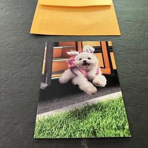 Avanti Press Dog Your Off And Running ! Happy Graduation Greeting Card - Picture 1 of 4