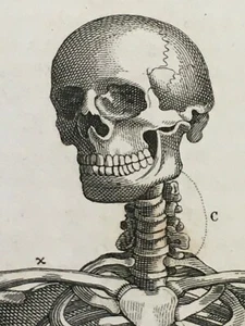 STAMPA INCISIONE 1842 ANATOMIA OSSA SCHELETRO CORPO UMANO CRANIO VISTA FRONTALE - Foto 1 di 6