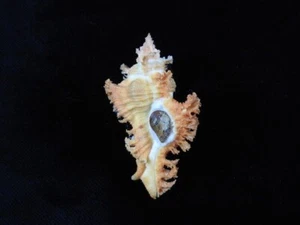Sea Shell Chicoreus banksii f.crocatus 55,8 mm ID#8971 - Imagen 1 de 3