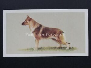 No.2 THE GERMAN SHEPHERD DOG Top Dogs GRANDEE T25 Issued by Player 1979
