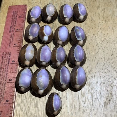Purple Top Serpent Head Cowrie Seashell Buttons (1” - 1.25”) | 17 Pcs, VTG 1990s - Image 1 of 4