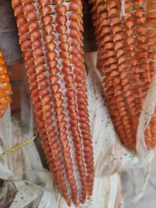 Semi Antichi Mais Seeds Corn Polenta (Anno 1898) - Imagen 1 de 3