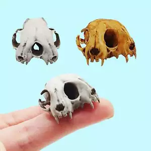 Calavera de gato conjunto miniatura escala 1:6 curiosidades rarezas diorama (1 calavera) - Imagen 1 de 5