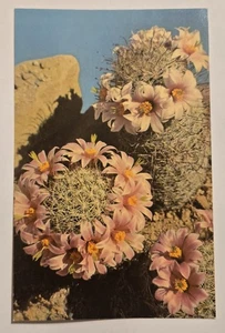 Vintage unbenutzte Postkarte Fischhaken Kaktus Mammillaria microcarpa Südwesten XL9 - Bild 1 von 2