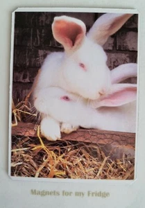 BUNNY LOVE WHITE RABBITS PHOTO FRIDGE MAGNET - M42F - Picture 1 of 1