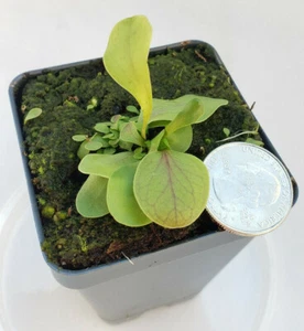 Utricularia calycifida - Picture 1 of 4