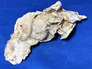 Gorgeous Fossil “Crassostrea Labellensis” Early Pleistocene 7” Oyster Cluster - Picture 1 of 13