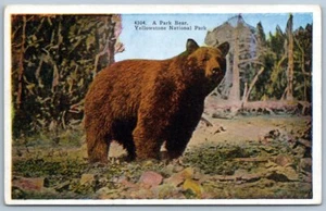 4304. Ein Parkbär, Yellowstone Nat'l Park - postalisch unbenutzt, HHT Co. - Bild 1 von 2