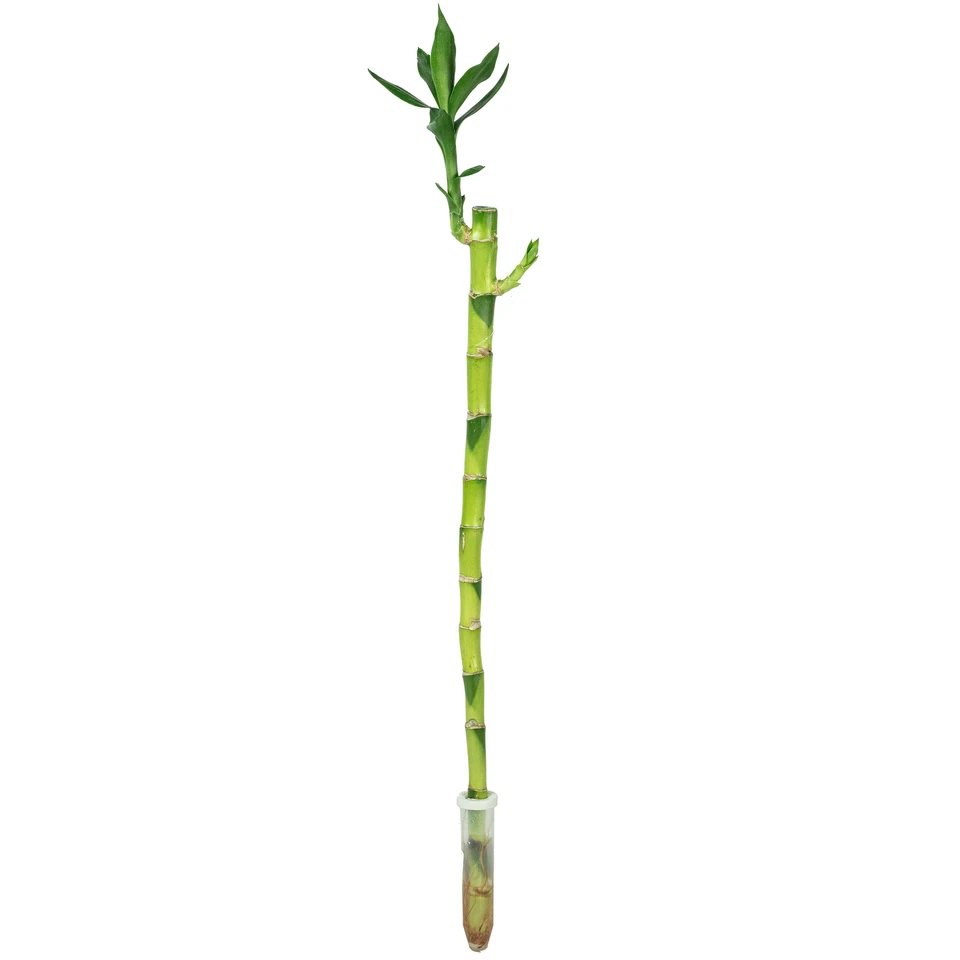 Glücksbambus "Lucky Bamboo" gerader Stengel, im Röhrchen - Dracaena Sanderiana - - Bild 1 von 1
